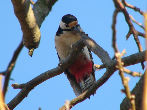 �ate� ve�k�
 (Dendrocopos major
)