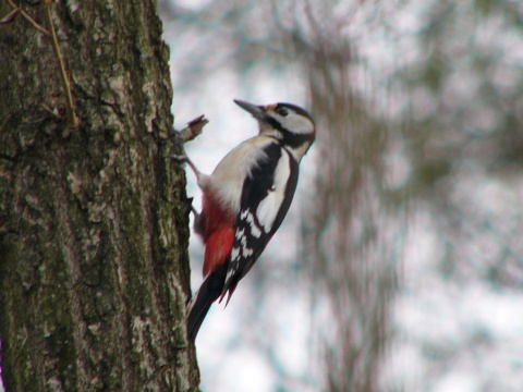 �ate� ve�k�
 (Dendrocopos major
)