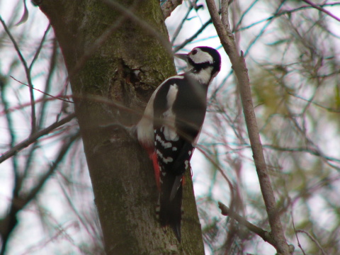 �ate� ve�k�
 (Dendrocopos major
)