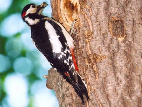 �ate� ve�k�
 (Dendrocopos major
)