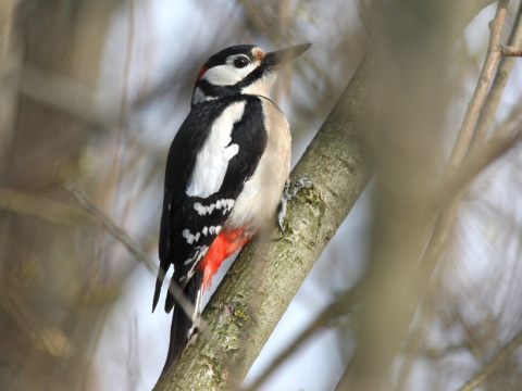 �ate� ve�k�
 (Dendrocopos major
)