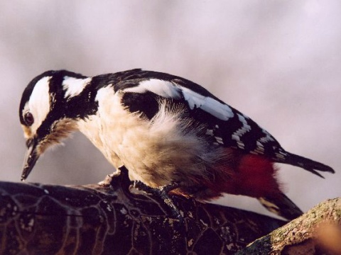 �ate� ve�k�
 (Dendrocopos major
)