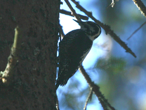 �ate� trojprst�
 (Picoides tridactylus
)