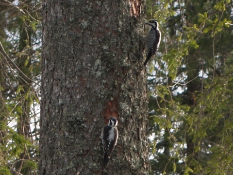 �ate� trojprst�
 (Picoides tridactylus
)
