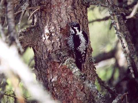 �ate� trojprst�
 (Picoides tridactylus
)