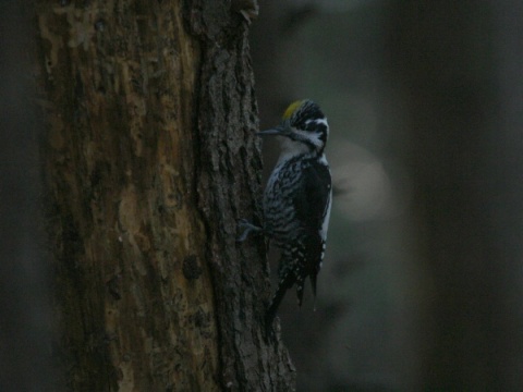 �ate� trojprst�
 (Picoides tridactylus
)