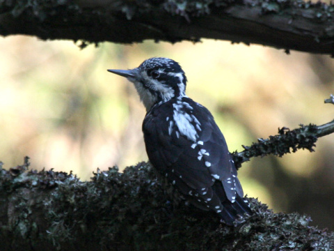 �ate� trojprst�
 (Picoides tridactylus
)