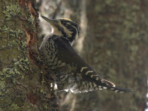 �ate� trojprst�
 (Picoides tridactylus
)