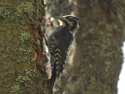 �ate� trojprst�
 (Picoides tridactylus
)