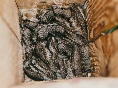 krutihlav hned� / krutohlav hned�
 (Jynx torquilla
)