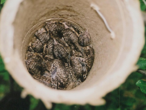 krutihlav hned� / krutohlav hned�
 (Jynx torquilla
)