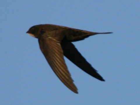 d��ovn�k tmav� / d��ovn�k oby�ajn� 
 (Apus apus
)