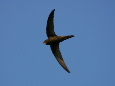 d��ovn�k tmav� / d��ovn�k oby�ajn� 
 (Apus apus
)