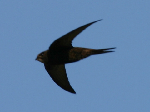 d��ovn�k tmav� / d��ovn�k oby�ajn� 
 (Apus apus
)