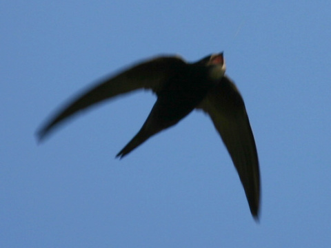 d��ovn�k tmav� / d��ovn�k oby�ajn� 
 (Apus apus
)