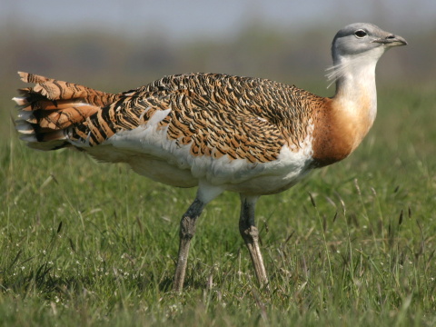 drop f�zat� / drop ve�k�
 (Otis tarda
)