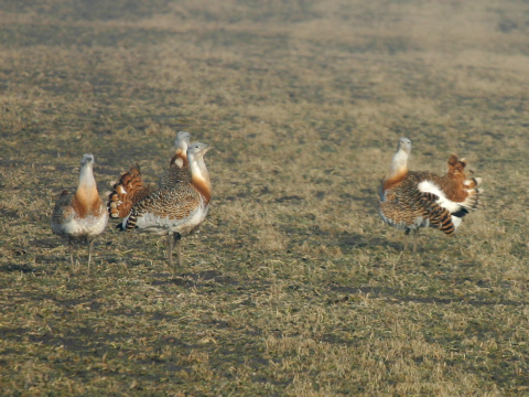 drop f�zat� / drop ve�k�
 (Otis tarda
)