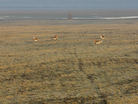 drop f�zat� / drop ve�k�
 (Otis tarda
)