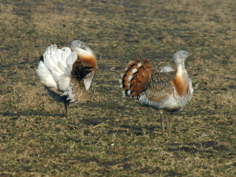 drop f�zat� / drop ve�k�
 (Otis tarda
)