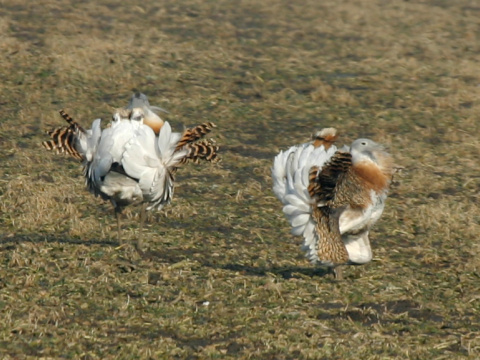 drop f�zat� / drop ve�k�
 (Otis tarda
)