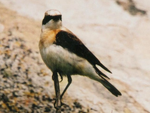 skaliarik okrov�
 (Oenanthe hispanica
)