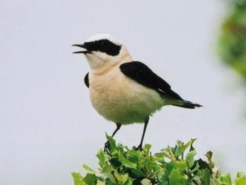 skaliarik okrov�
 (Oenanthe hispanica
)