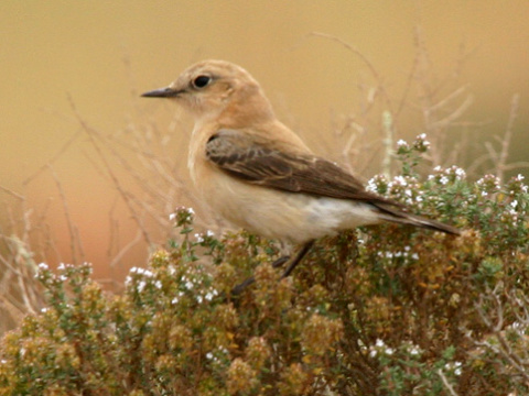 skaliarik okrov�
 (Oenanthe hispanica
)