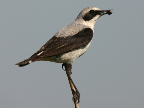 skaliarik siv�
 (Oenanthe oenanthe
)