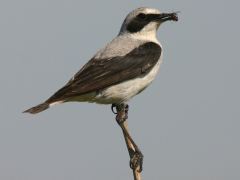 skaliarik siv�
 (Oenanthe oenanthe
)