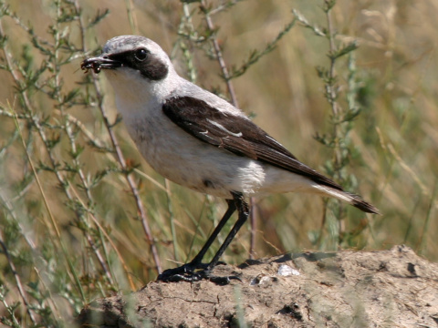 skaliarik siv�
 (Oenanthe oenanthe
)