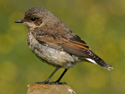 skaliarik siv�
 (Oenanthe oenanthe
)