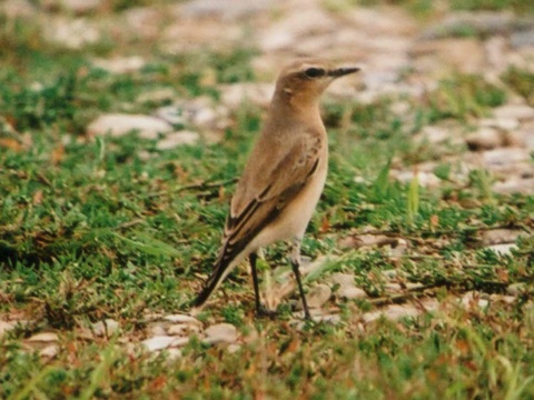 skaliarik siv�
 (Oenanthe oenanthe
)