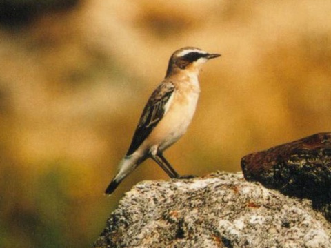 skaliarik siv�
 (Oenanthe oenanthe
)