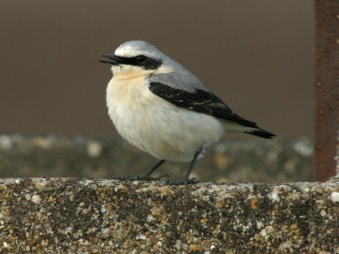 skaliarik siv�
 (Oenanthe oenanthe
)