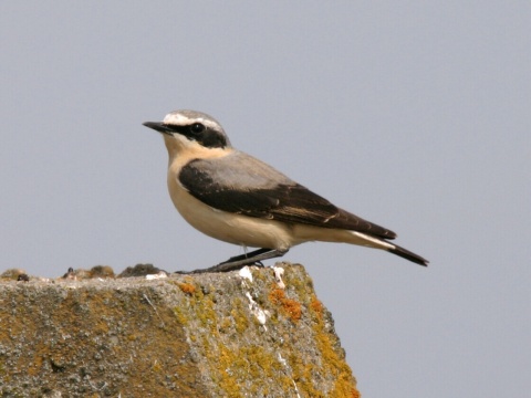 skaliarik siv�
 (Oenanthe oenanthe
)