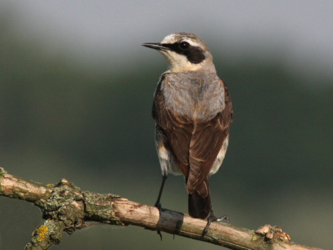 skaliarik siv�
 (Oenanthe oenanthe
)