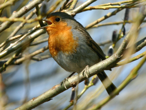sl�vik �ervienka / �ervienka oby�ajn�
 (Erithacus rubecula
)