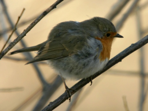 sl�vik �ervienka / �ervienka oby�ajn�
 (Erithacus rubecula
)