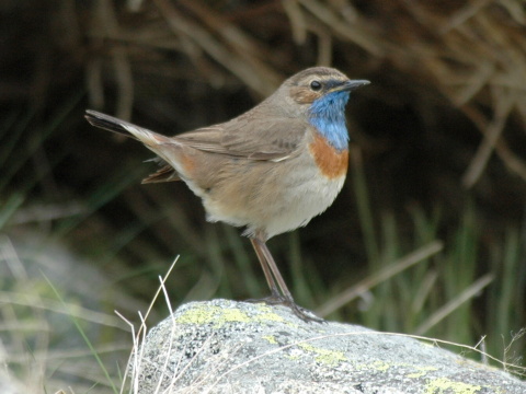 sl�vik modr�k
 (Luscinia svecica
)