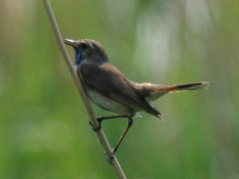 sl�vik modr�k
 (Luscinia svecica
)