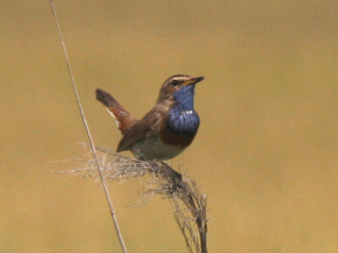 sl�vik modr�k
 (Luscinia svecica
)