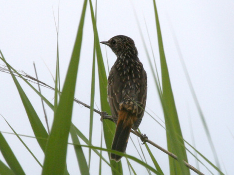 sl�vik modr�k
 (Luscinia svecica
)