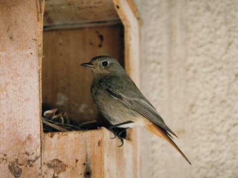 �ltochvost domov�
 (Phoenicurus ochruros
)