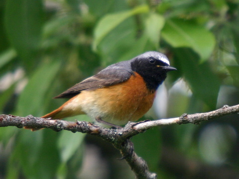 �ltochvost lesn� / �ltochvost h�rny
 (Phoenicurus phoenicurus
)