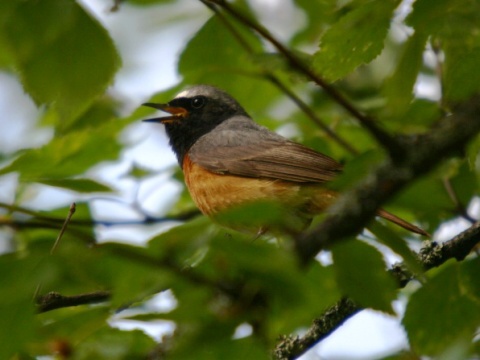 �ltochvost lesn� / �ltochvost h�rny
 (Phoenicurus phoenicurus
)