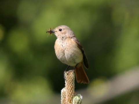 �ltochvost lesn� / �ltochvost h�rny
 (Phoenicurus phoenicurus
)