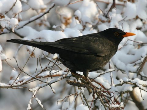 drozd �ierny
 (Turdus merula
)