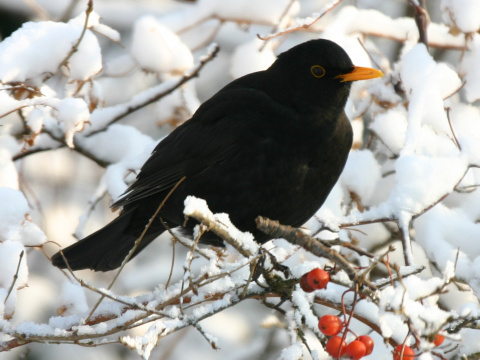 drozd �ierny
 (Turdus merula
)