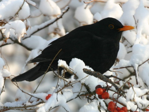 drozd �ierny
 (Turdus merula
)