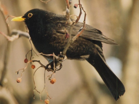 drozd �ierny
 (Turdus merula
)